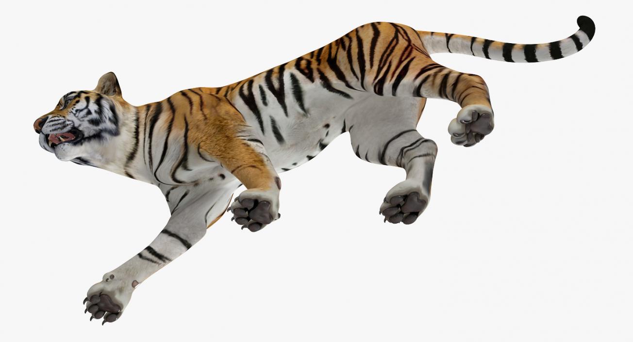 Tiger Walkig Pose 3D