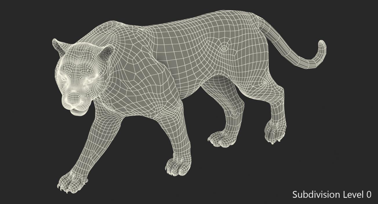 Tiger Walkig Pose 3D