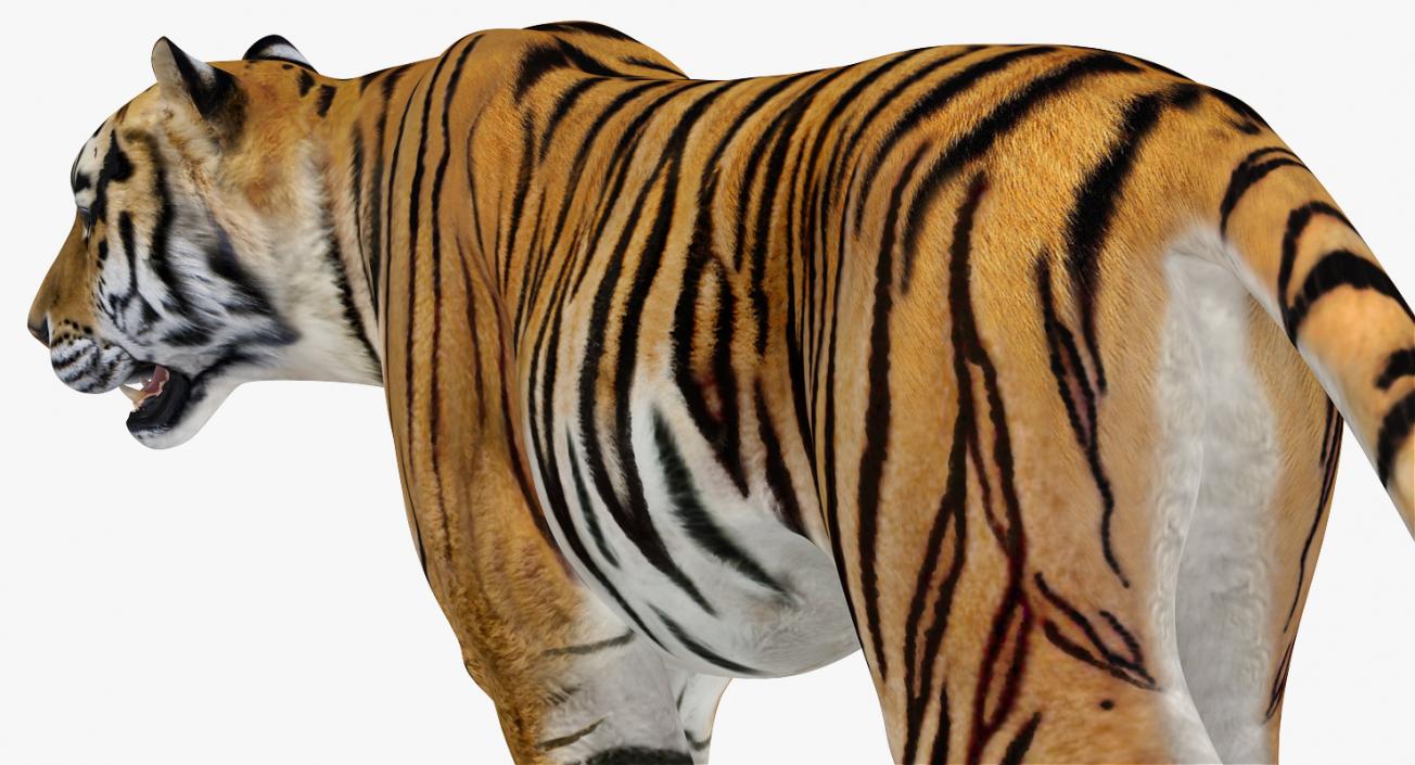 Tiger Walkig Pose 3D