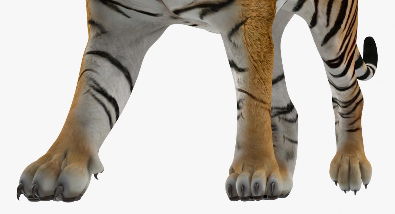 Tiger Walkig Pose 3D