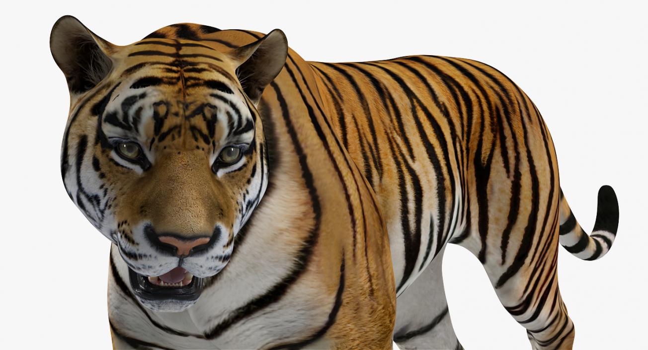 Tiger Walkig Pose 3D