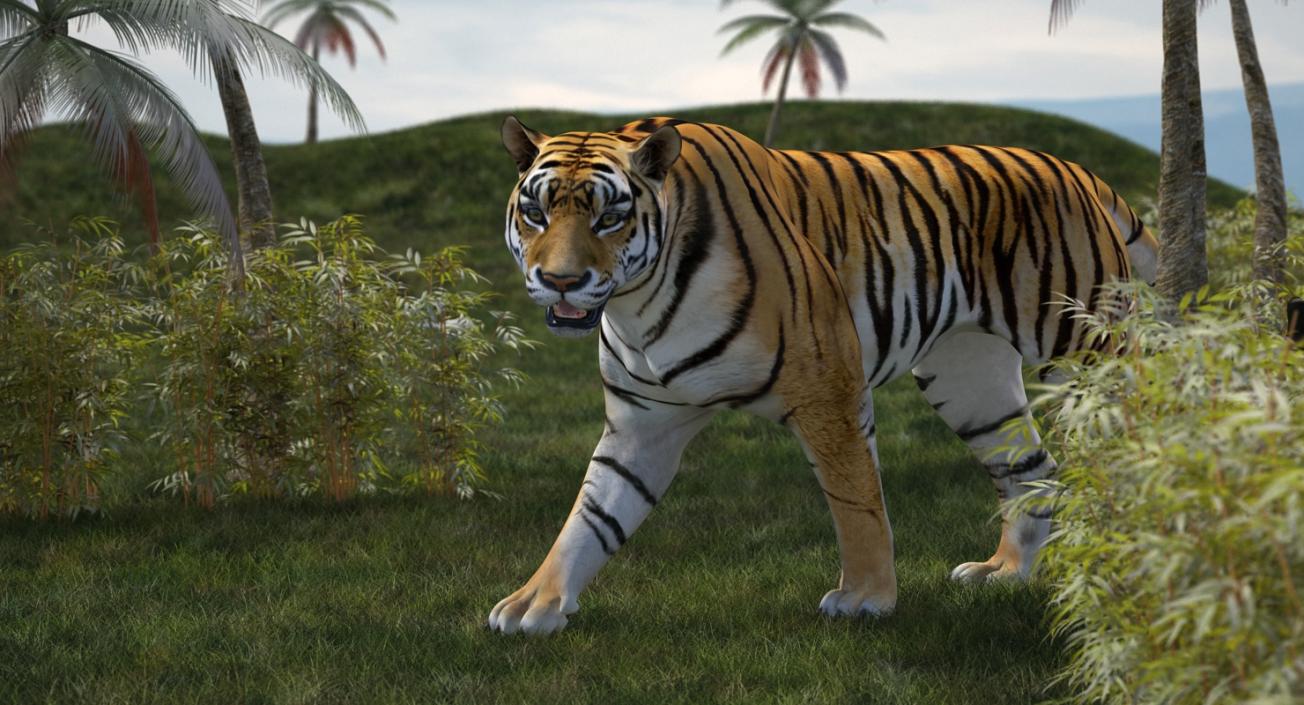 Tiger Walkig Pose 3D