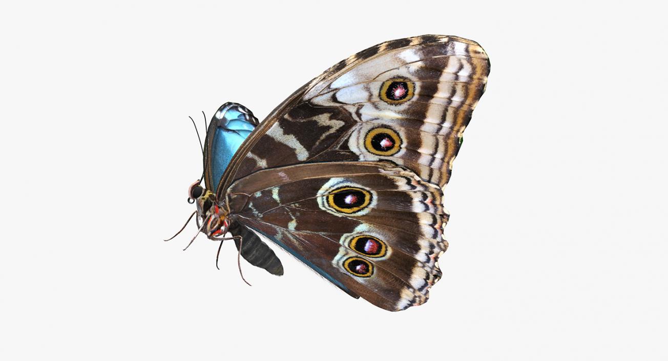 3D Emperor Butterfly with Fur