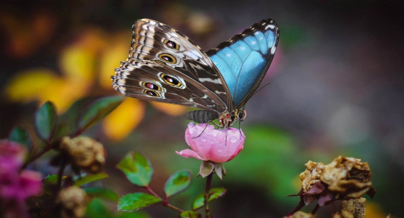 3D Emperor Butterfly with Fur