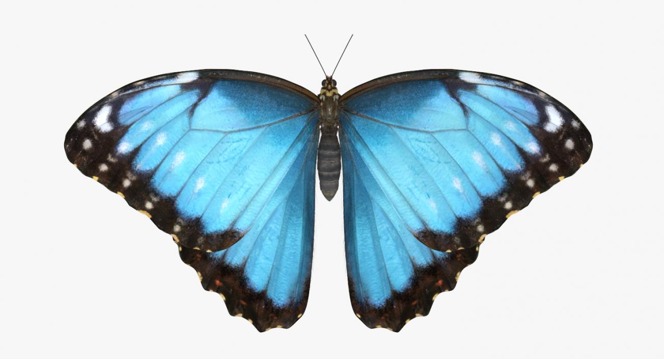 3D Emperor Butterfly with Fur