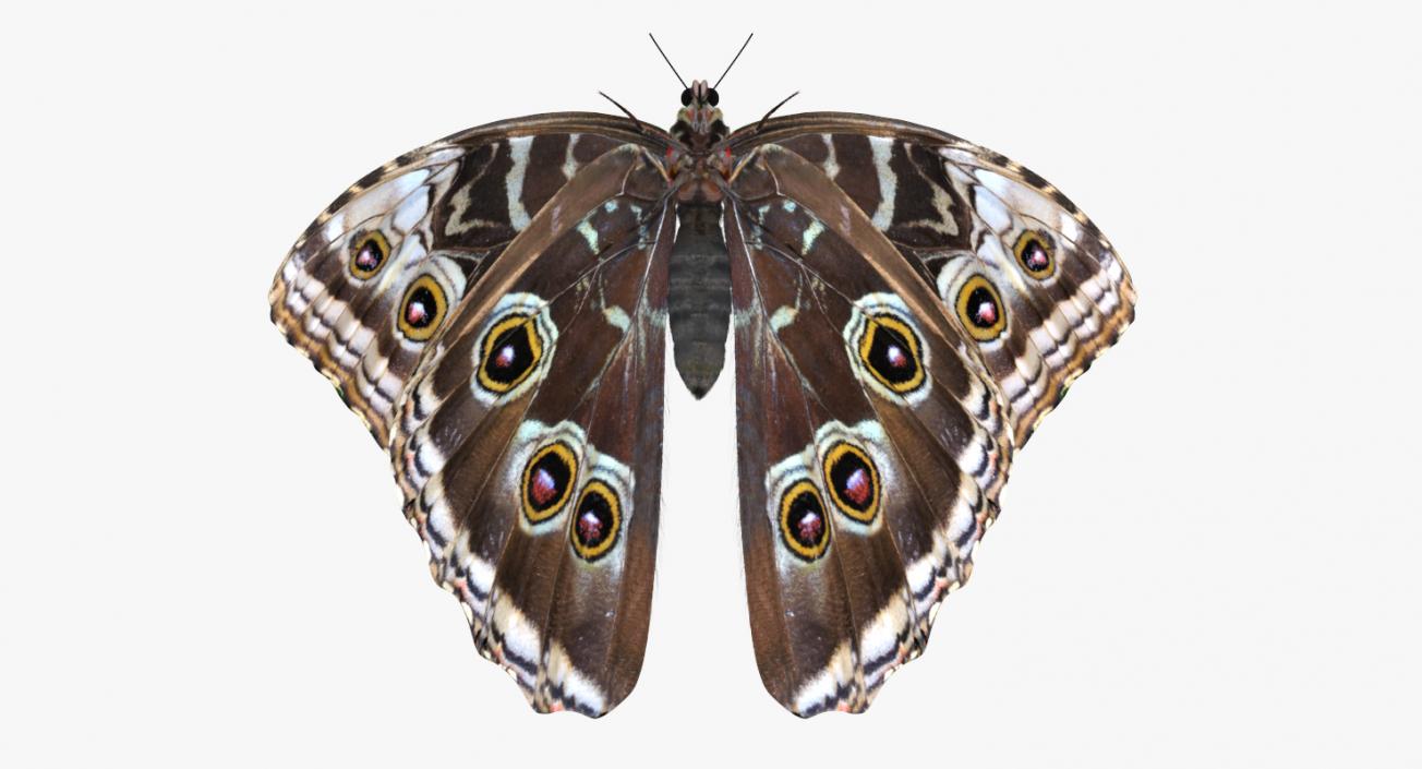 3D Emperor Butterfly with Fur