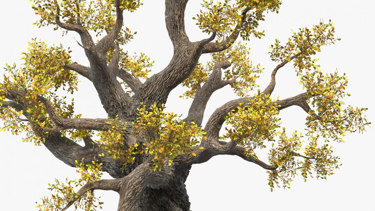 Old Twisted Oak Tree with Leaves 3D