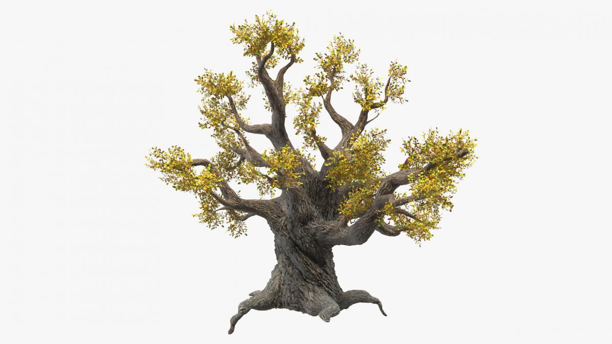 Old Twisted Oak Tree with Leaves 3D