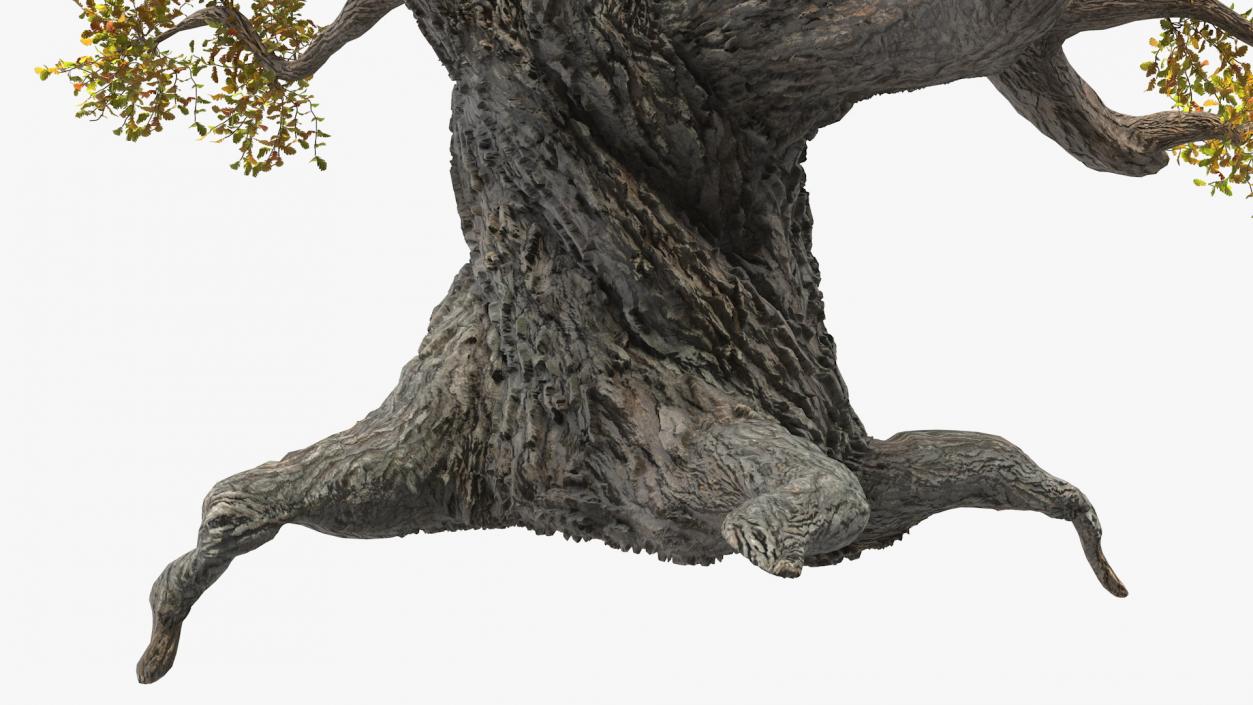 Old Twisted Oak Tree with Leaves 3D