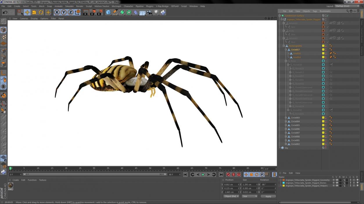 Argiope Trifasciata Spider Rigged for Cinema 4D 3D