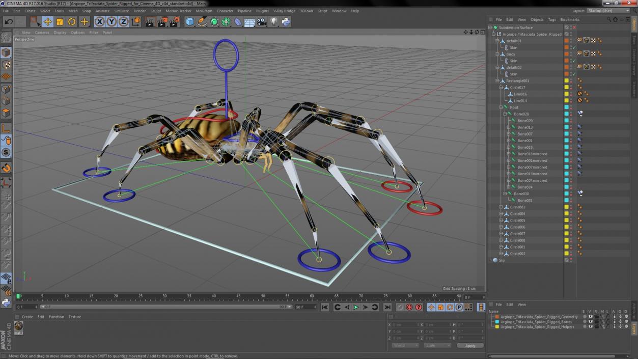 Argiope Trifasciata Spider Rigged for Cinema 4D 3D