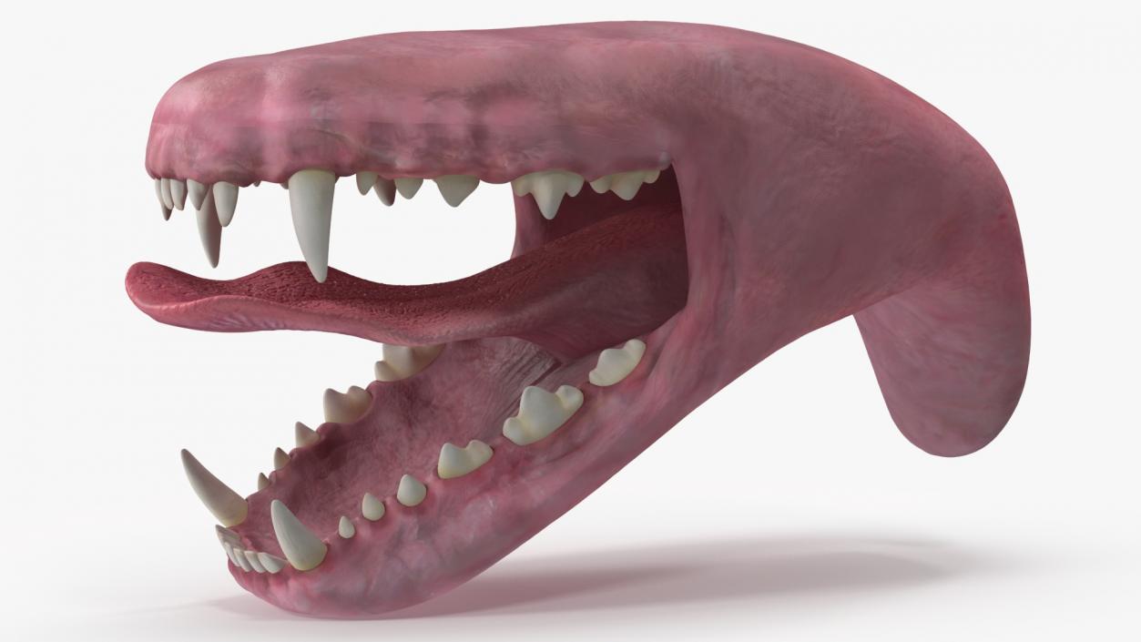 Dog Jaw Anatomic Rigged for Cinema 4D 2 3D model