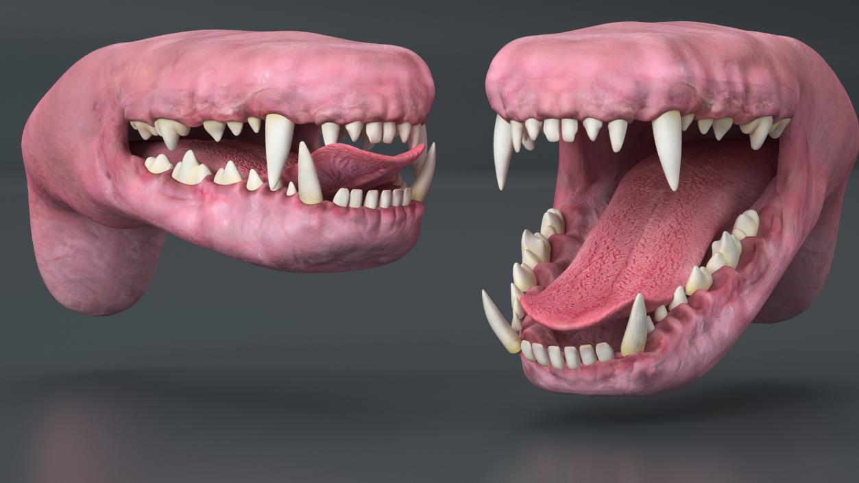 Dog Jaw Anatomic Rigged for Cinema 4D 2 3D model