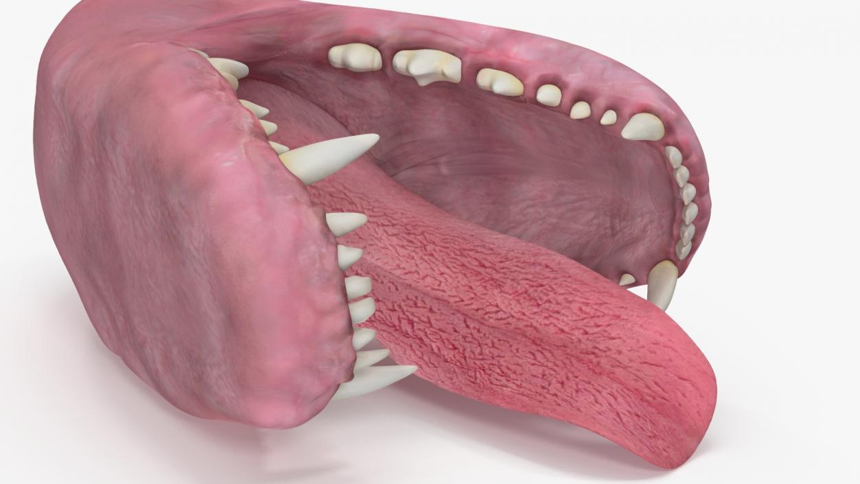 Dog Jaw Anatomic Rigged for Cinema 4D 2 3D model