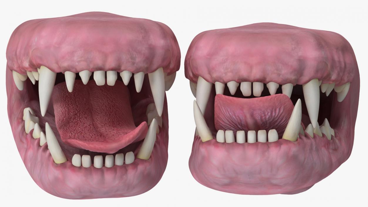 Dog Jaw Anatomic Rigged for Cinema 4D 2 3D model