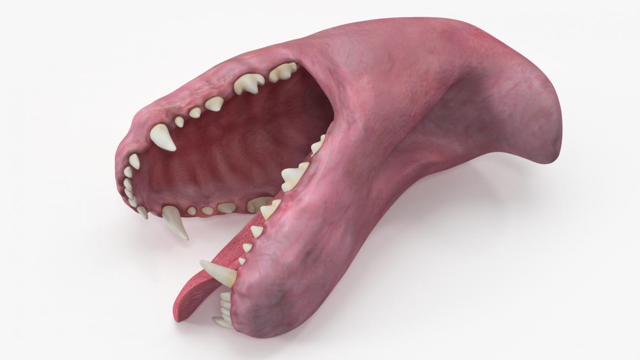 Dog Jaw Anatomic Rigged for Cinema 4D 2 3D model