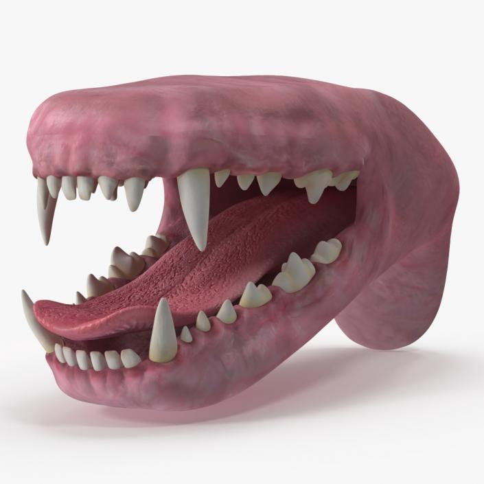 Dog Jaw Anatomic Rigged for Cinema 4D 2 3D model