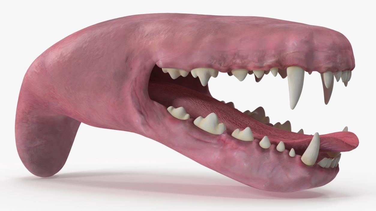 Dog Jaw Anatomic Rigged for Cinema 4D 2 3D model