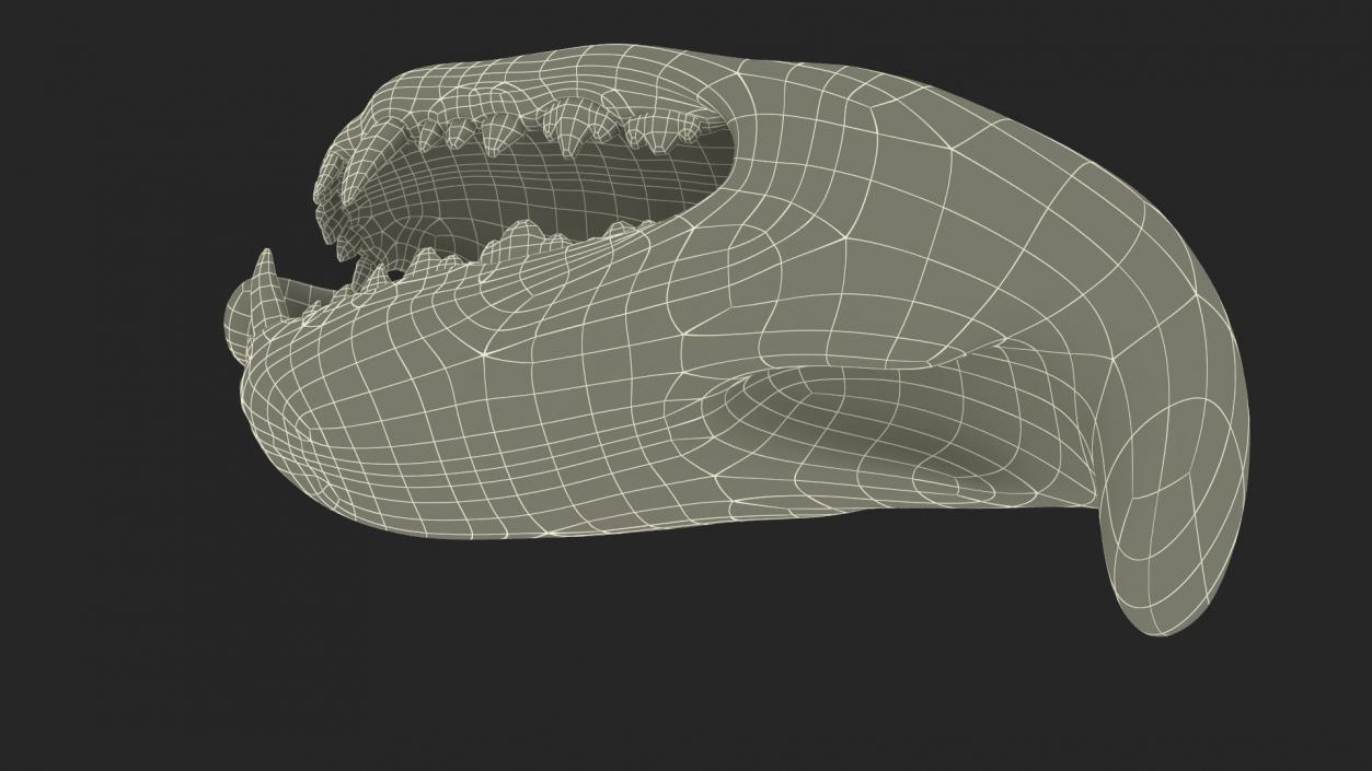 Dog Jaw Anatomic Rigged for Cinema 4D 2 3D model