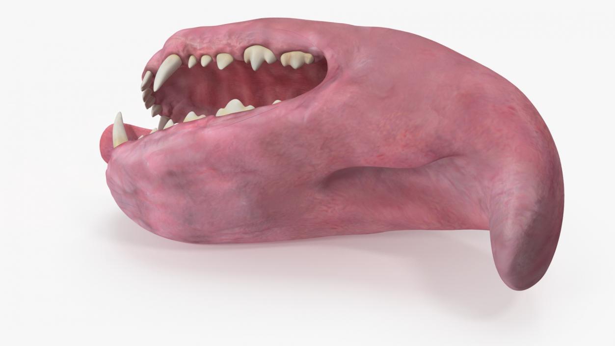 Dog Jaw Anatomic Rigged for Cinema 4D 2 3D model