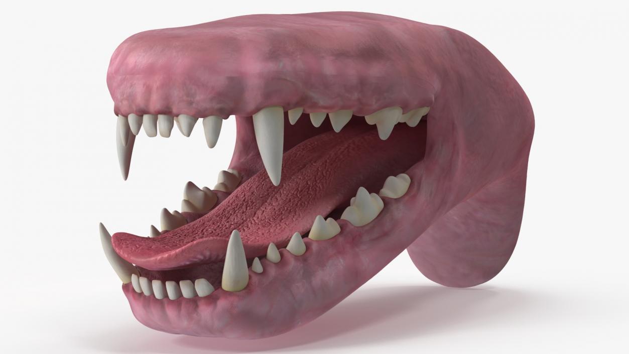 Dog Jaw Anatomic Rigged for Cinema 4D 2 3D model