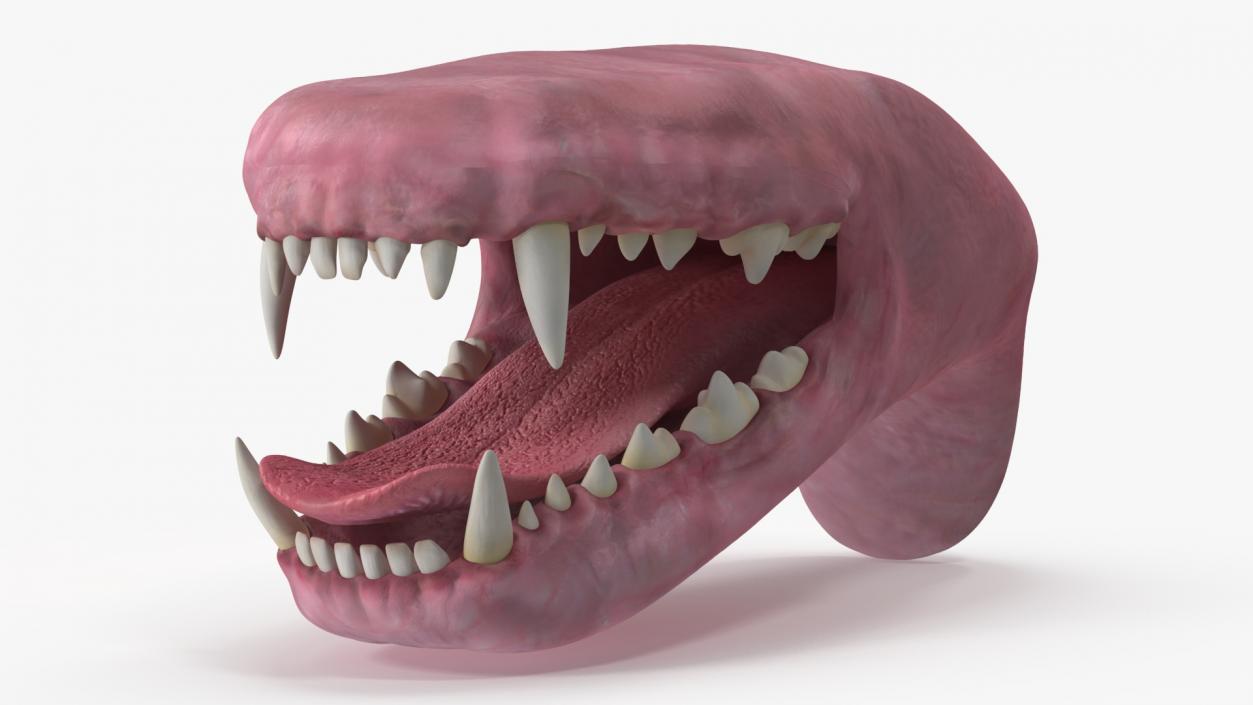 Dog Jaw Anatomic Rigged for Cinema 4D 2 3D model