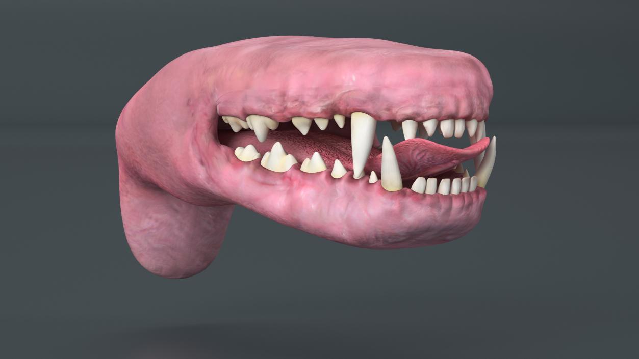 Dog Jaw Anatomic Rigged for Cinema 4D 2 3D model