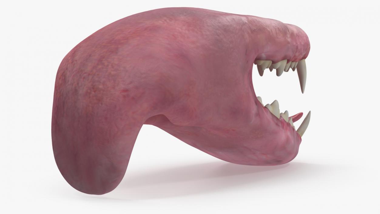 Dog Jaw Anatomic Rigged for Cinema 4D 2 3D model