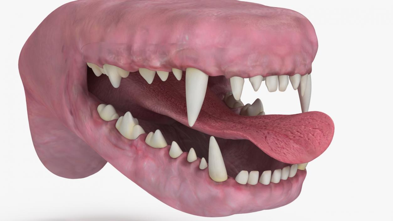 Dog Jaw Anatomic Rigged for Cinema 4D 2 3D model