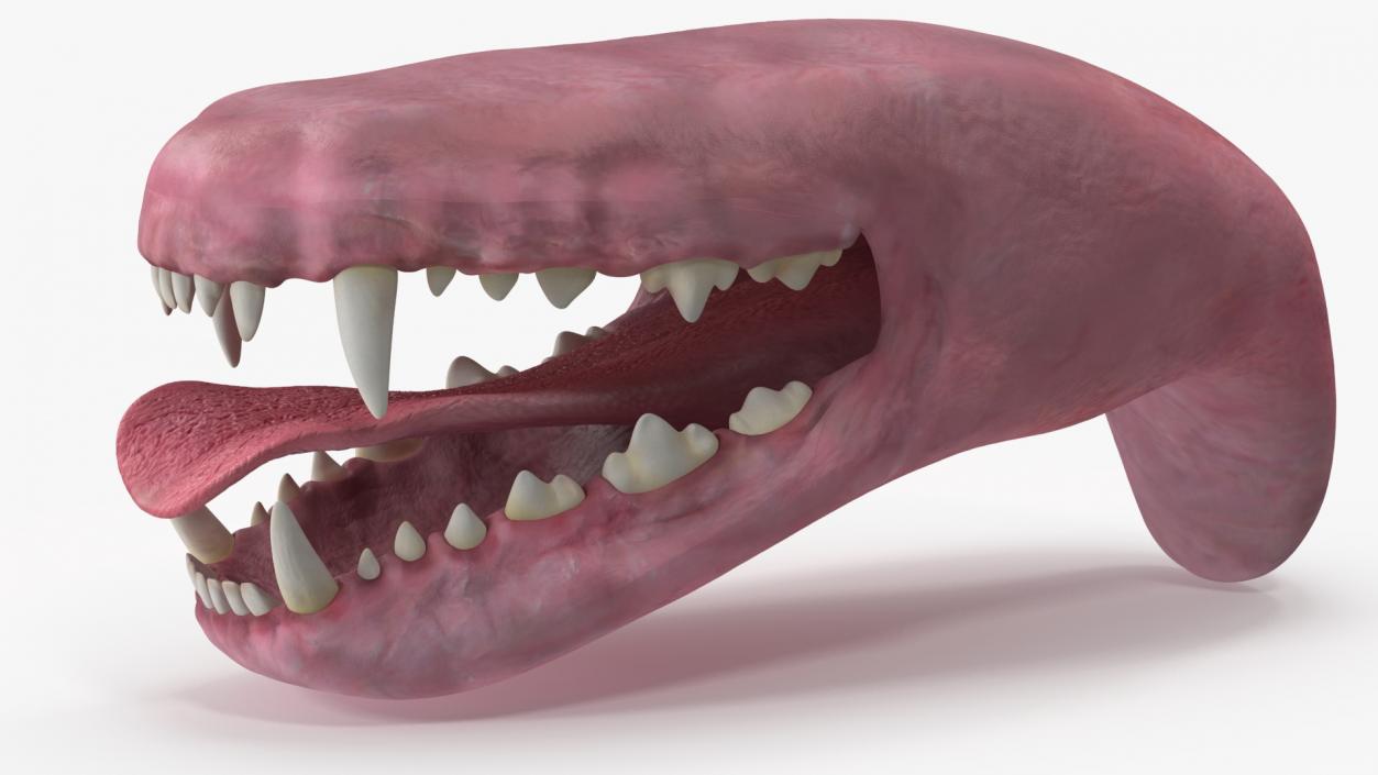 Dog Jaw Anatomic Rigged for Cinema 4D 2 3D model