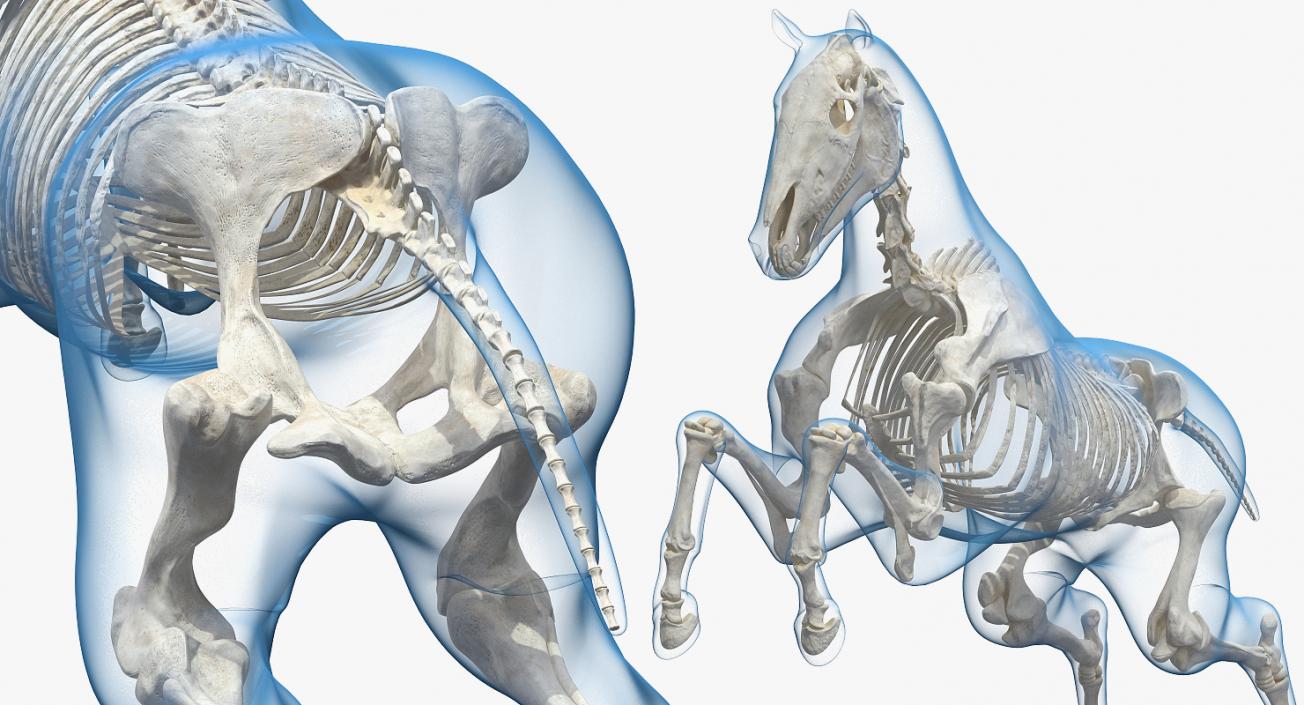 3D Jumping Horse Envelope with Skeleton