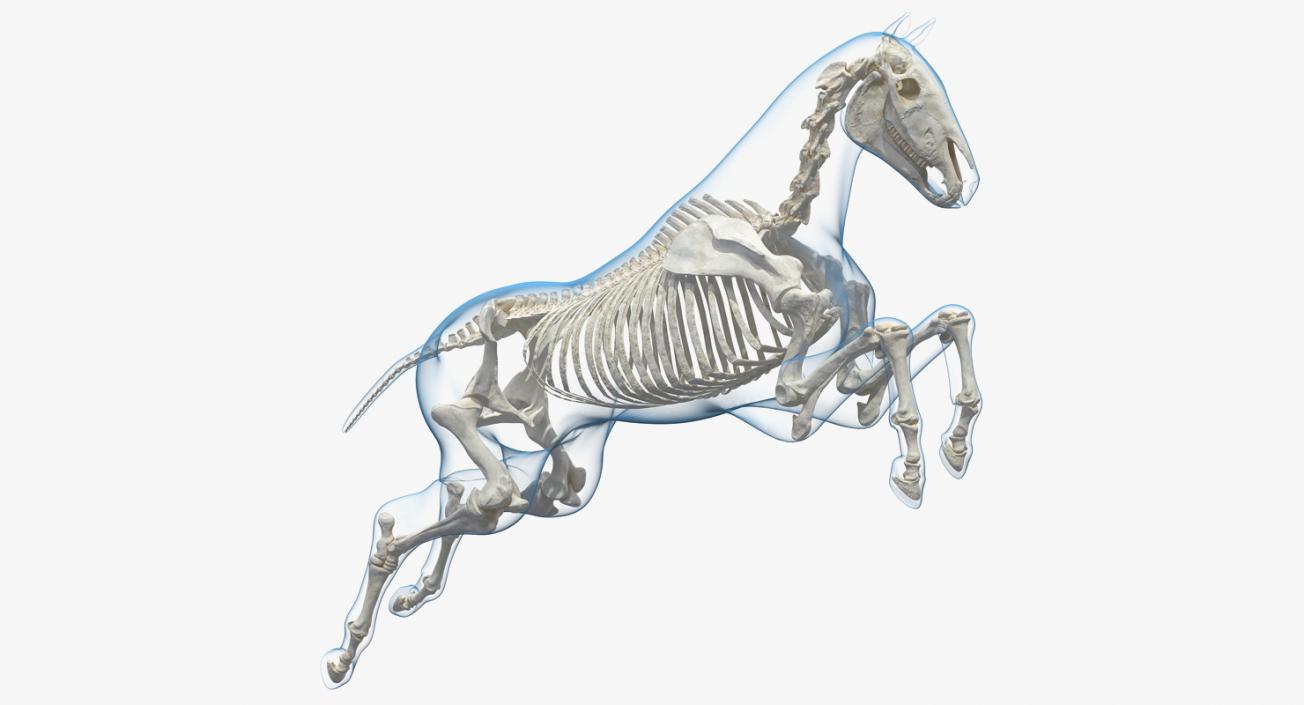 3D Jumping Horse Envelope with Skeleton