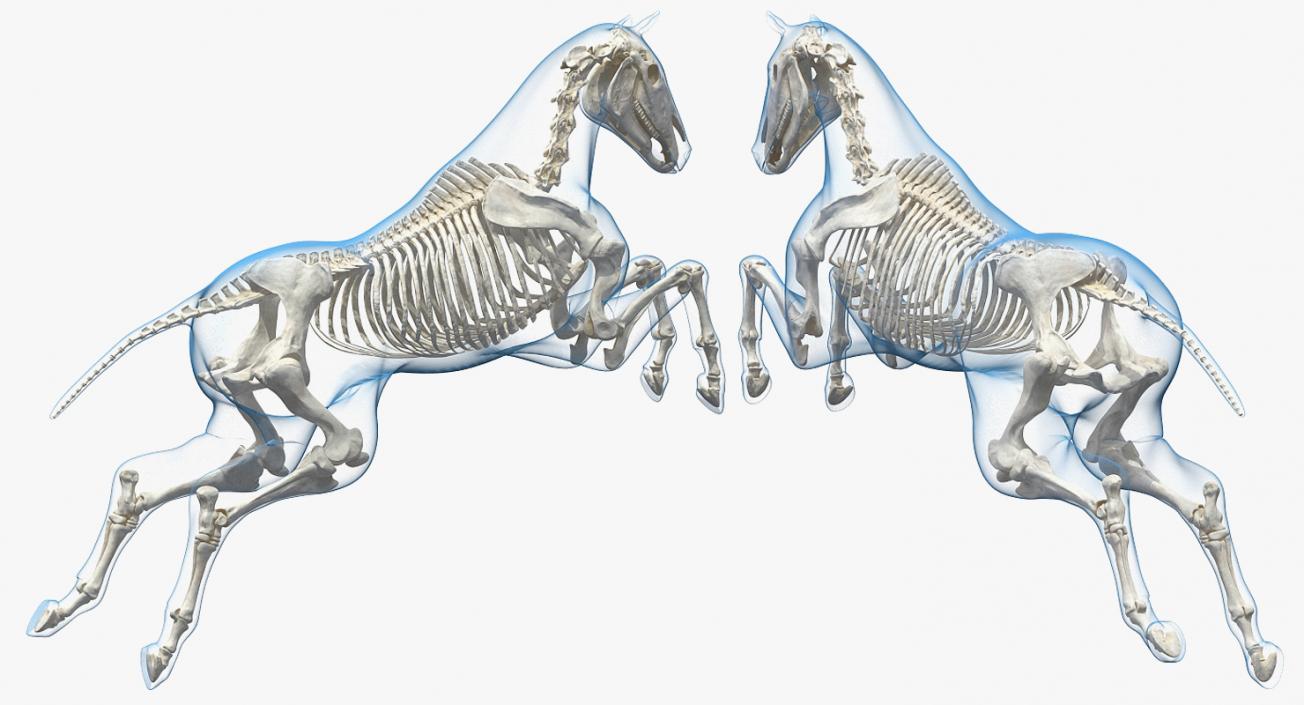 3D Jumping Horse Envelope with Skeleton