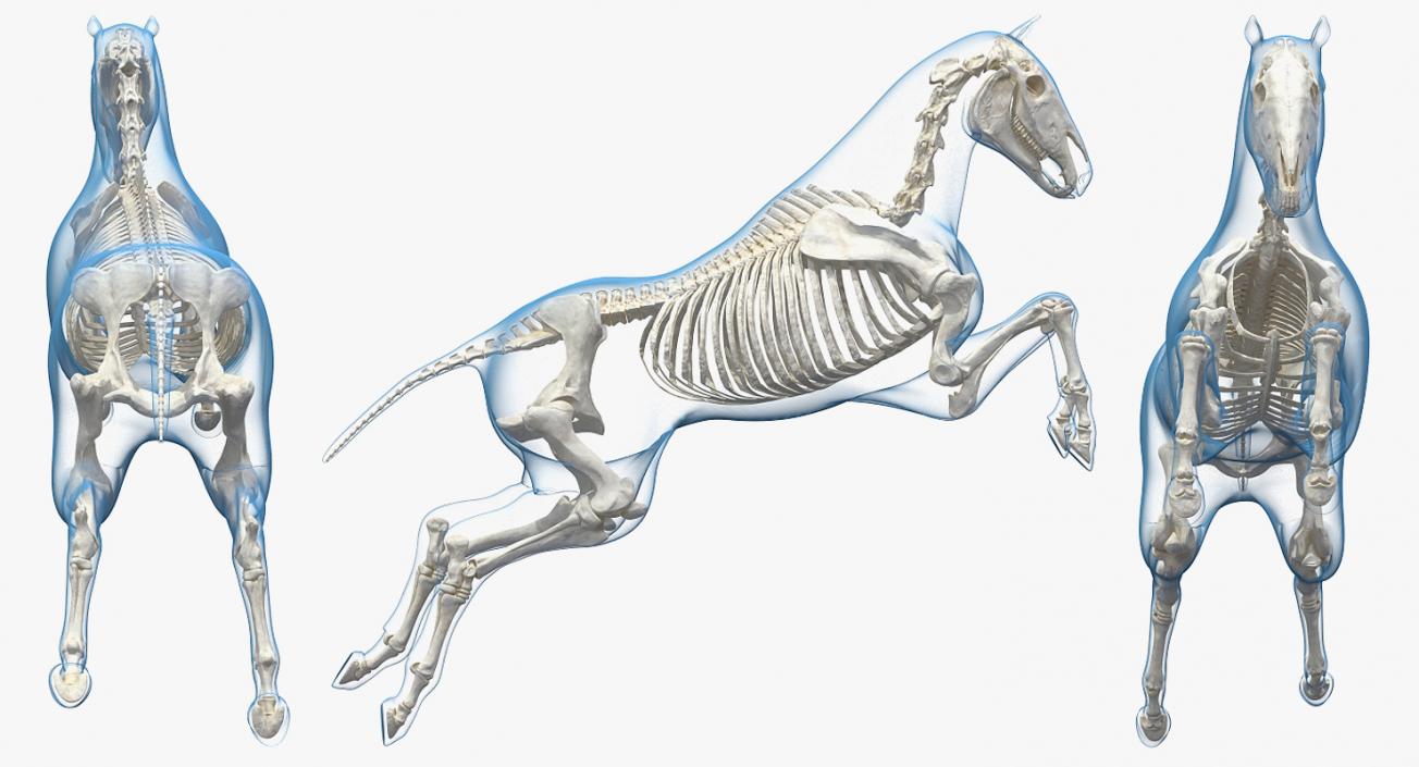 3D Jumping Horse Envelope with Skeleton