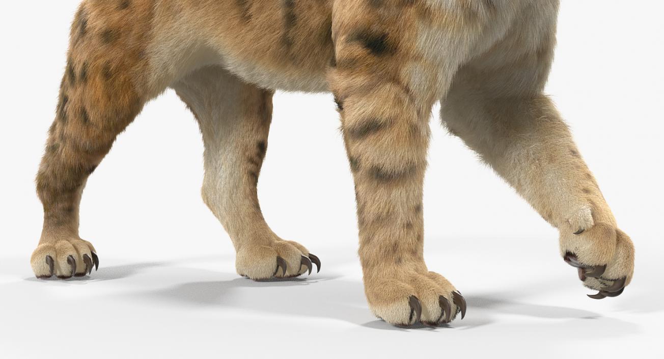 Saber Tooth Tiger Walking Pose with Fur 3D model