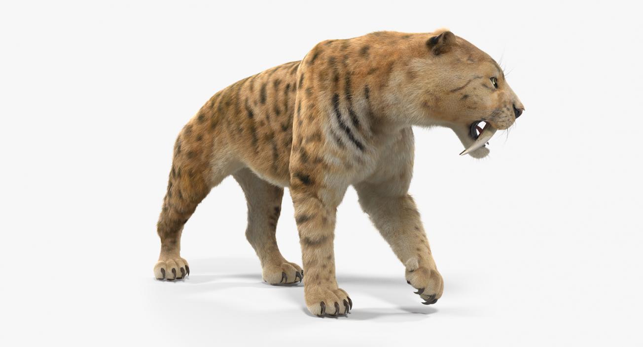 Saber Tooth Tiger Walking Pose with Fur 3D model