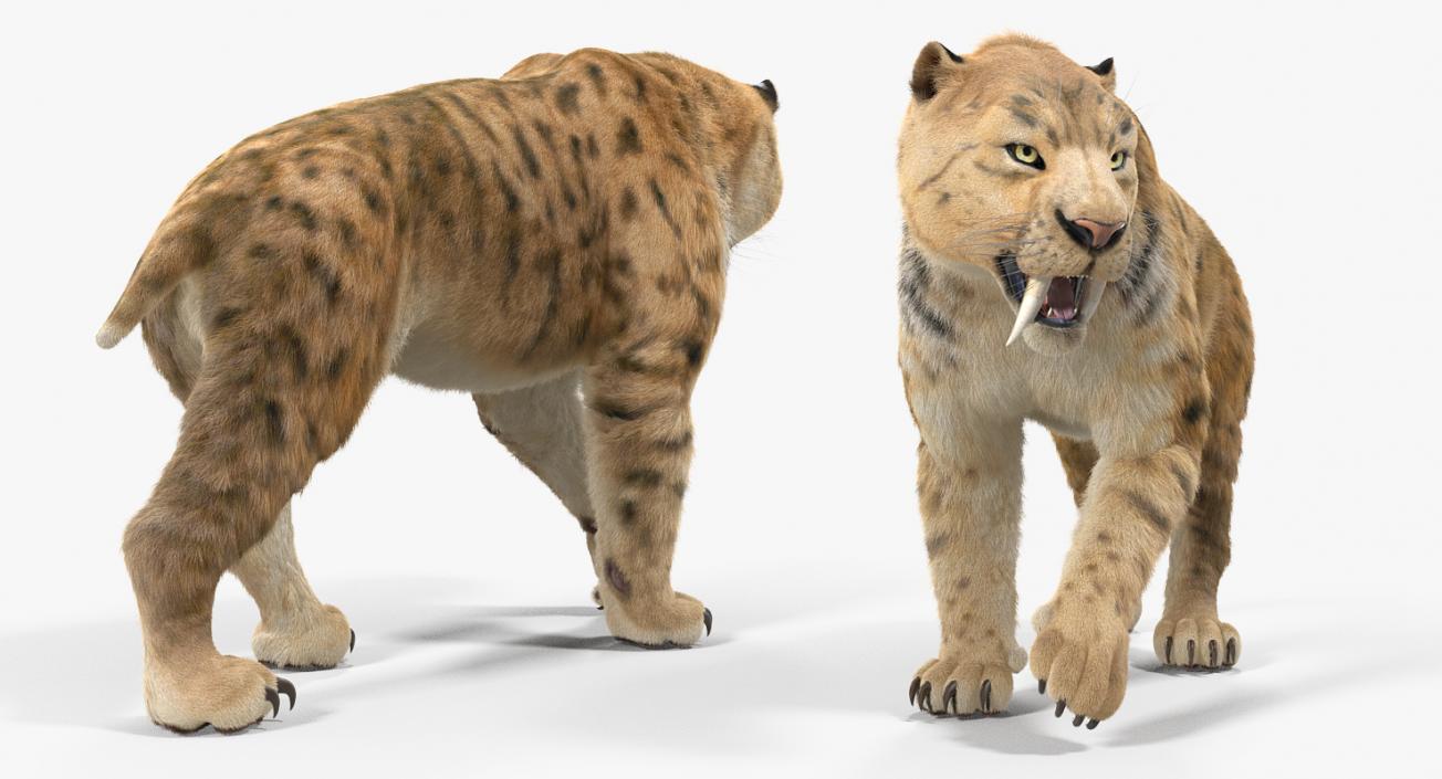 Saber Tooth Tiger Walking Pose with Fur 3D model