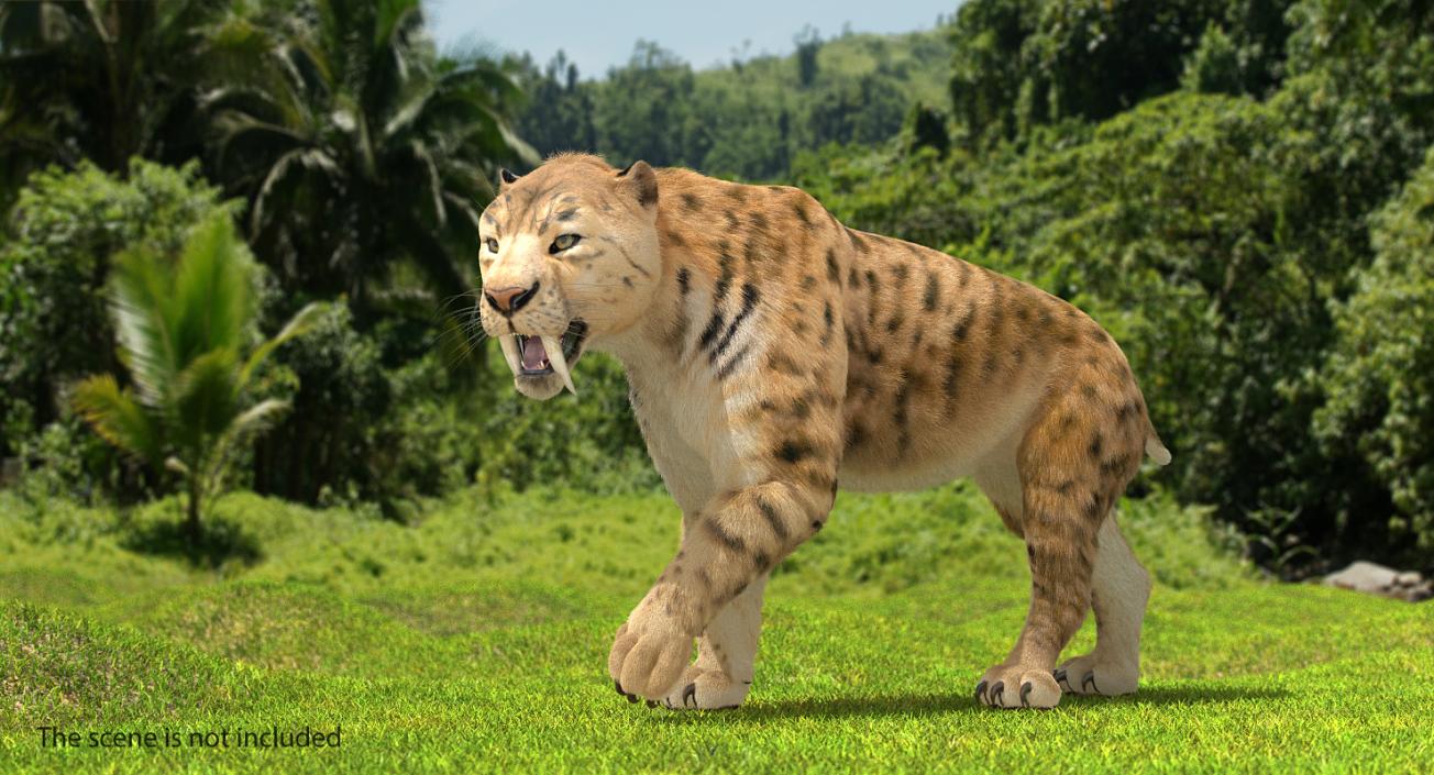 Saber Tooth Tiger Walking Pose with Fur 3D model