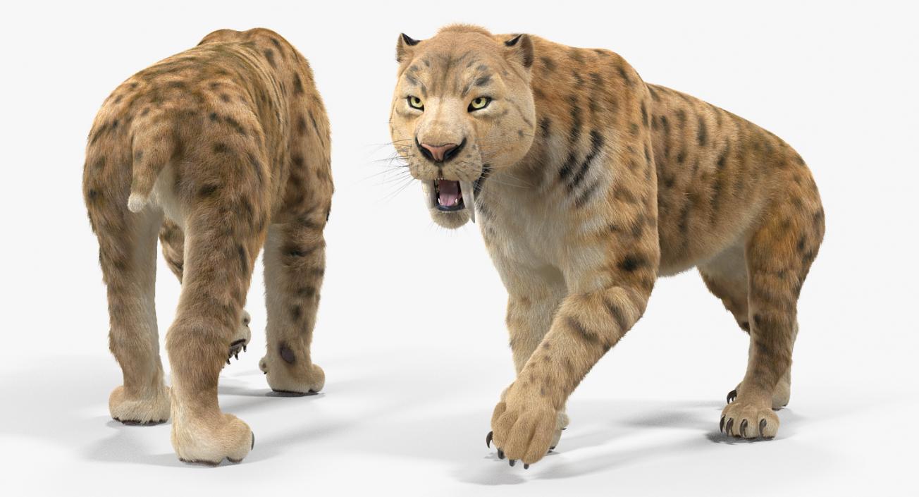 Saber Tooth Tiger Walking Pose with Fur 3D model