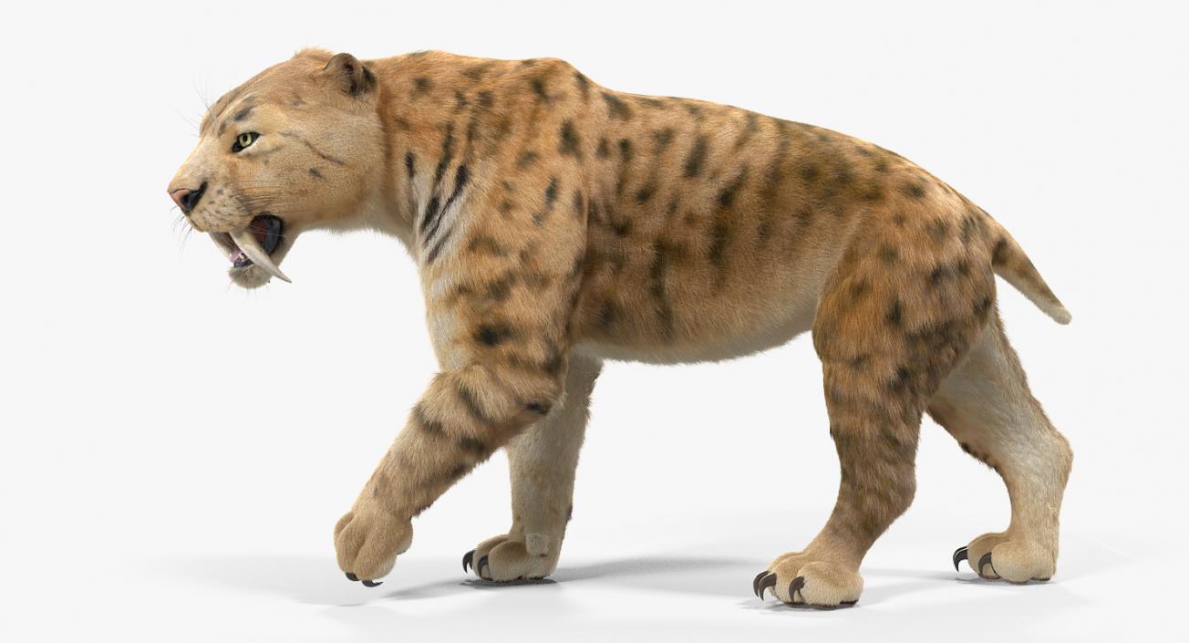 Saber Tooth Tiger Walking Pose with Fur 3D model