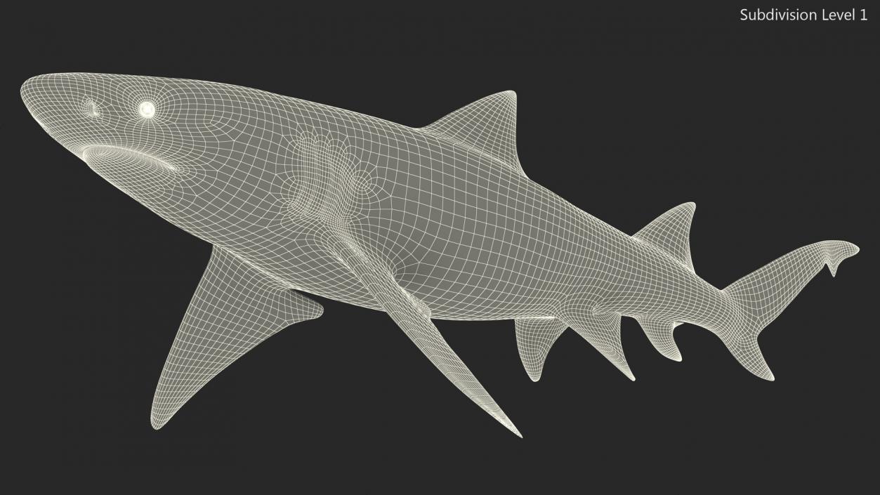 Sharptooth Lemon Shark Rigged 3D model