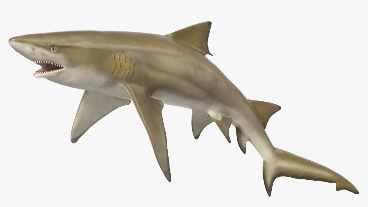 Sharptooth Lemon Shark Rigged 3D model