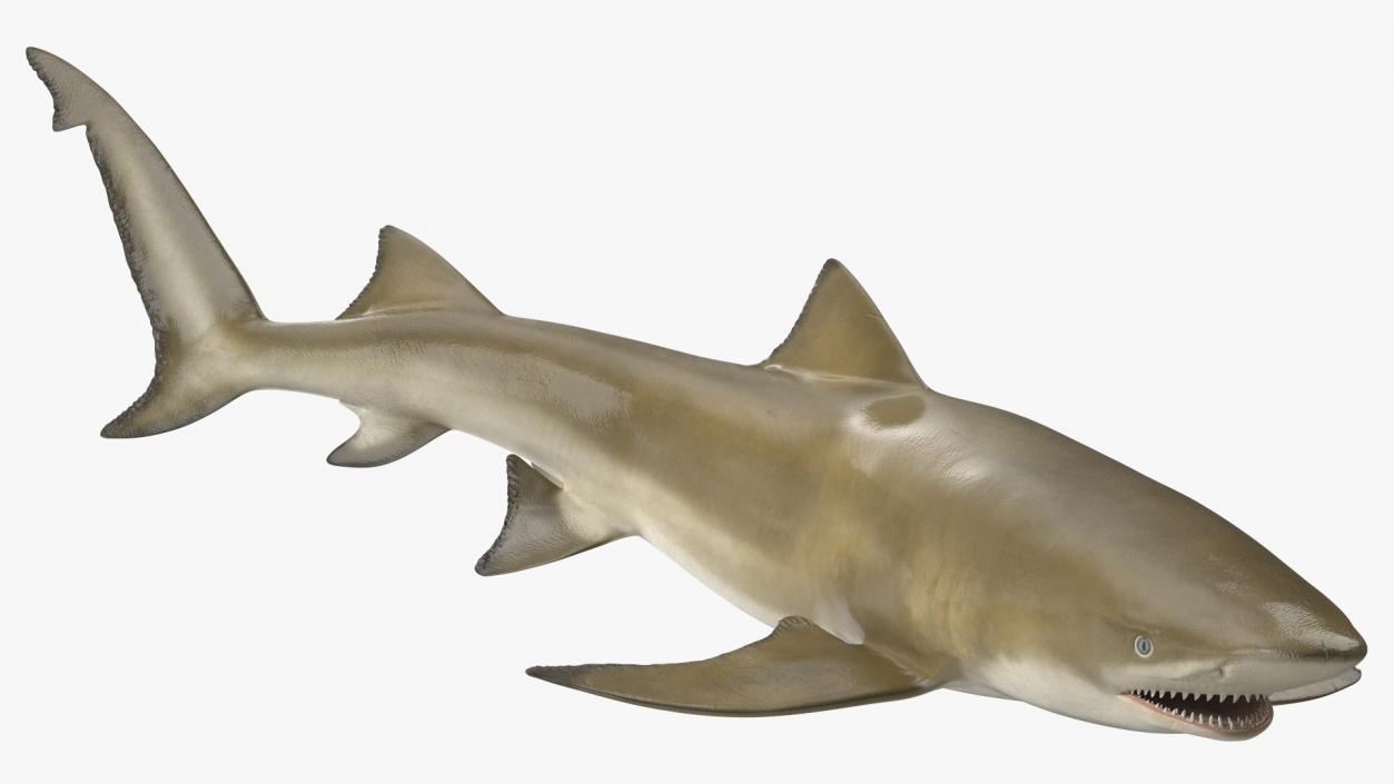 Sharptooth Lemon Shark Rigged 3D model