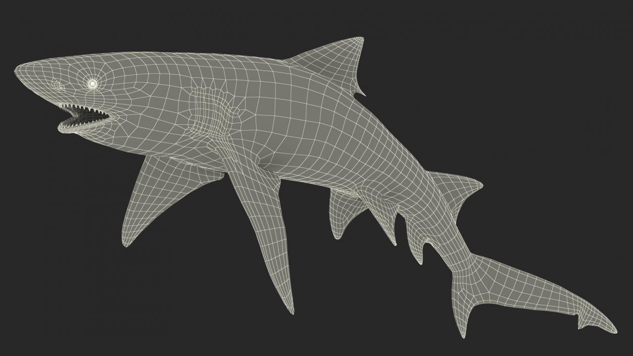 Sharptooth Lemon Shark Rigged 3D model