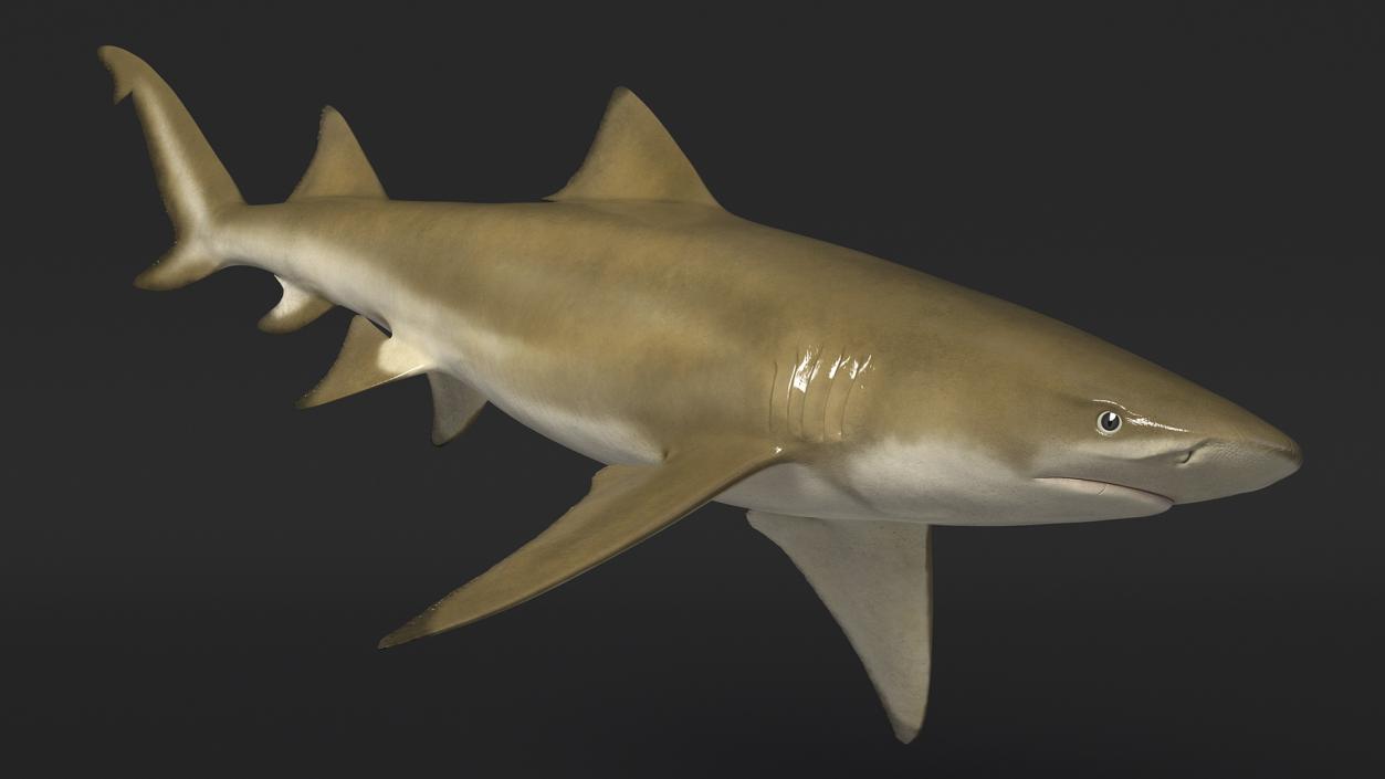 Sharptooth Lemon Shark Rigged 3D model