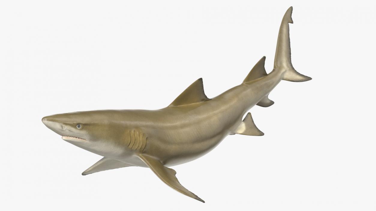 Sharptooth Lemon Shark Rigged 3D model