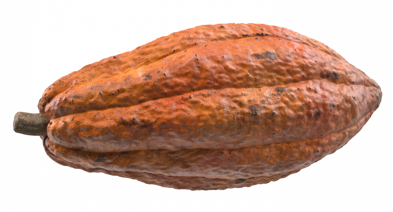 3D Cocoa Fruit