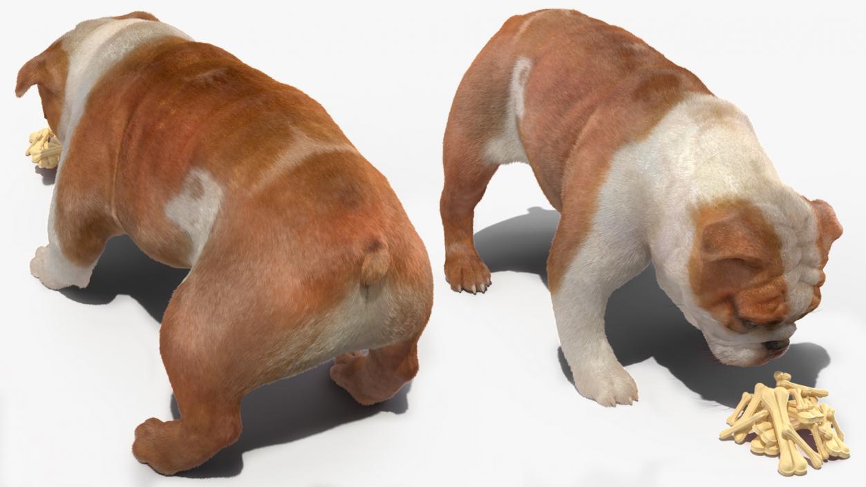 Bulldog Sniffs a Pile of Bones Fur 3D model