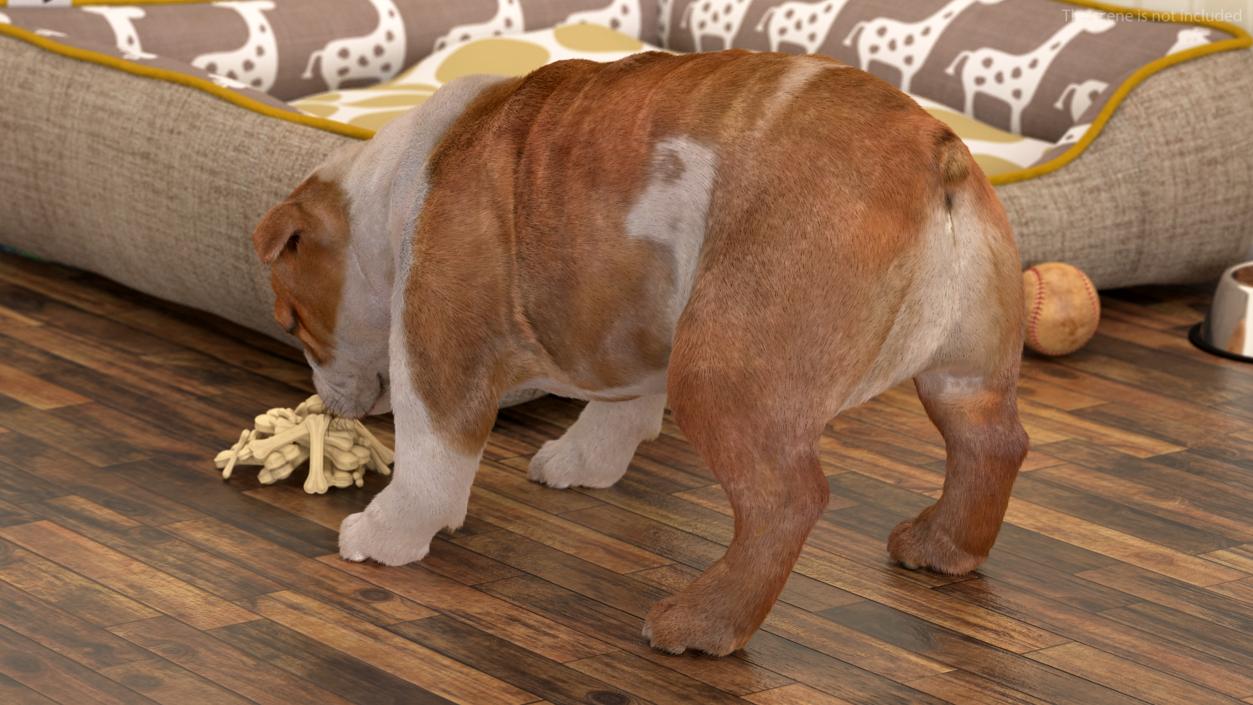 Bulldog Sniffs a Pile of Bones Fur 3D model