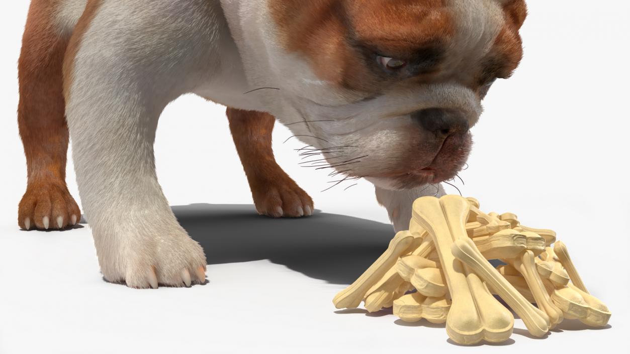 Bulldog Sniffs a Pile of Bones Fur 3D model